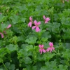 Pelargonia kaskadowa Balcon Lilac – kwiatostan