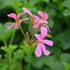 Pelargonia kaskadowa Balcon Lilac – sadzonka