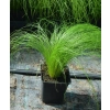 Ostnica cieniutka ‘Pony Tails’ - sadzonka
