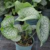 Brunnera Aleksanders Great sadzonka