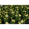 Złocień wielki Sweet Daisy™ Izabel – sadzonka