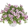 Supertunia MINI VISTA 'Pink Star' – biało-różowe kwiaty w gwiazdki