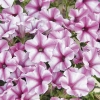 Supertunia MINI VISTA 'Pink Star' – biało-różowe kwiaty
