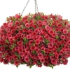 Supertunia® MINI VISTA 'Coral' – koraloworóżowe kwiaty