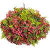 Supertunia® MINI VISTA 'Coral' kompozycja