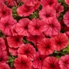 Supertunia® MINI VISTA 'Coral'
