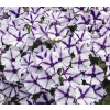 Supertunia® MINI VISTA® 'Violet Star' – kwitnienie
