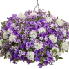 Supertunia® MINI VISTA® 'Violet Star' – w kompozycji