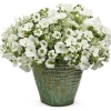 Supertunia MINI VISTA 'White' – obficie kwitnąca biała petunia