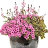 Supertunia MINI VISTA 'Hot Pink' – różowe kwiaty