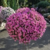 Supertunia MINI VISTA 'Hot Pink' – kwiaty