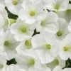 Supertunia MINI VISTA 'White' – biała petunia