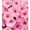 Supertunia VISTA 'Bubblegum' – kwitnienie