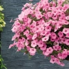Supertunia VISTA 'Bubblegum' – różowe kwiaty