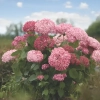 Hortensja drzewiasta 'Pink Annabelle' – duże kwiatostany