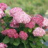 Hortensja drzewiasta 'Pink Annabelle' – duże różowe kuliste kwiatostany