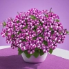 Supertunia® VISTA® 'Raspberry Star' – malinowo-białe kwiaty