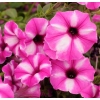 Supertunia® VISTA® 'Raspberry Star' – kwitnienie