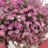 Supertunia® VISTA® 'Raspberry Star' – wiszący kosz