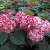 Hortensja krzewiasta 'Ruby Annabelle®' – różowa hortensja