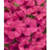 Supertunia VISTA 'Fuchsia' – fuksjoworóżowe kwiaty i silny wzrost