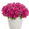 Supertunia VISTA 'Fuchsia' – fuksjoworóżowe kwiaty i silny wzrost