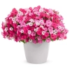 Supertunia VISTA 'Fuchsia' – fuksjoworóżowe kwiaty i silny wzrost