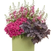 Supertunia VISTA 'Fuchsia' – kompozycja w koszu