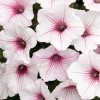 Supertunia® VISTA® 'Silverberry' – srebrzystobiałe kwiaty
