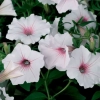 Supertunia® VISTA® 'Silverberry' – kwitnienie