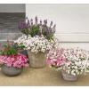 Supertunia® VISTA® 'Silverberry' – kompozycja kwiatowa