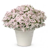 Supertunia® VISTA® 'Silverberry' – srebrzystobiałe kwiaty z różowym środkiem