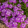 Ubiorek wieczniezielony Absolutely Amethyst – Iberis'