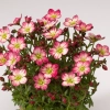 Skalnica Arendsa Alpino Early™ Picotee – Saxifraga, sadzonka