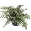 Paproć japońska 'Pictum'– Athyrium niponicum, sadzonka