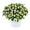 Lantana camara 'Gem™ Pearl' – lantana biała, sadzonka