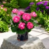 Pelargonia Big EEZE Pink Panther – różowe kwiaty pelargonii