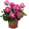 Pelargonia Big EEZE Pink Panther – duże różowe kwiaty pelargonii