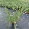Rozplenica  'Black Beauty'