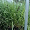 Rozplenica  'Black Beauty' - sadzonka