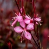 sadzonka Gaura ‘Blaze