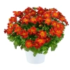 Bidens 'Blazing Ring of Fire™' – uczep, sadzonka