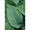Funkia Blue Angel – Hosta o dużych liściach