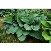 Funkia Blue Angel – Hosta o dużych, niebieskoszarych liściach w ogrodzie