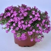 Mydlnica 'Bressingham Pink' – Saponaria, sadzonka