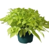 Ipomoea batatas 'Bright Ideas Lime'