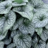 Brunnera Aleksanders Great – o ogromnych, srebrzystych liściach