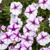 Petunia Bubbles Butterfly – sadzonka