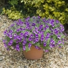 Petunia Bubbles Lavender Twist – sadzonka