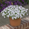 Petunia 'Bubbles White' – sadzonka